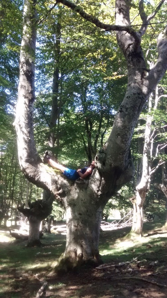arbol