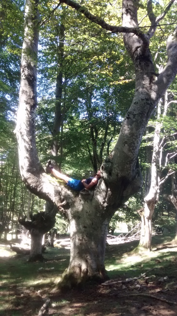 arbol