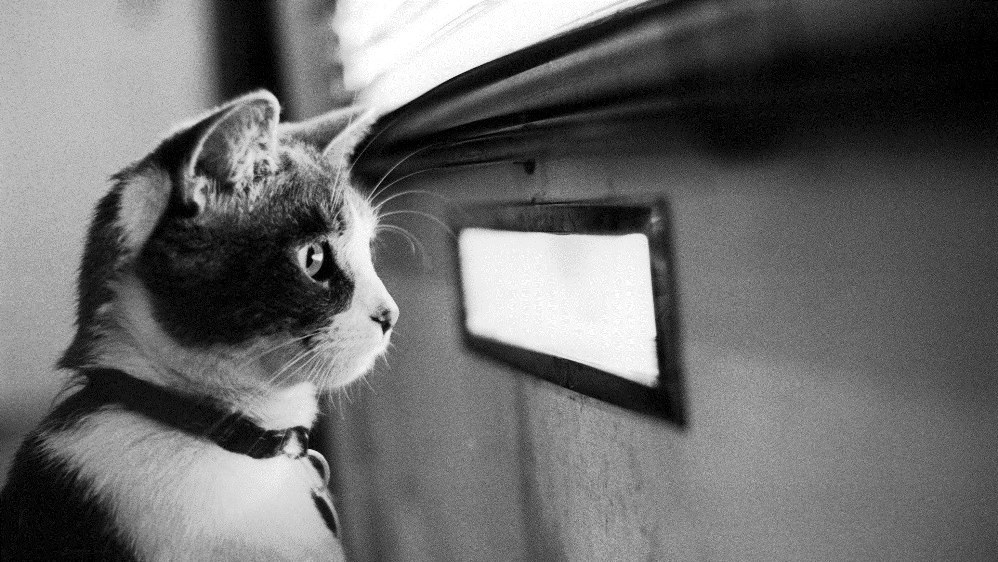 Mi gato esperando a ver si llegan los pagos gato-esperando
